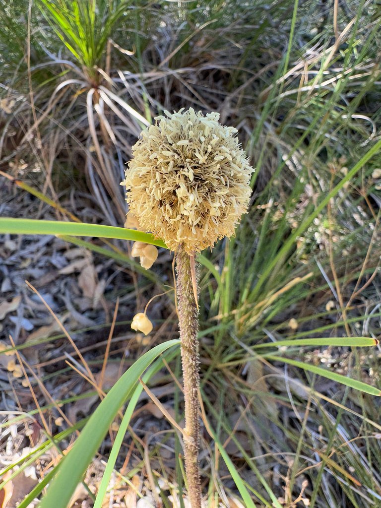 Dasypogon bromeliifolius photograph 6