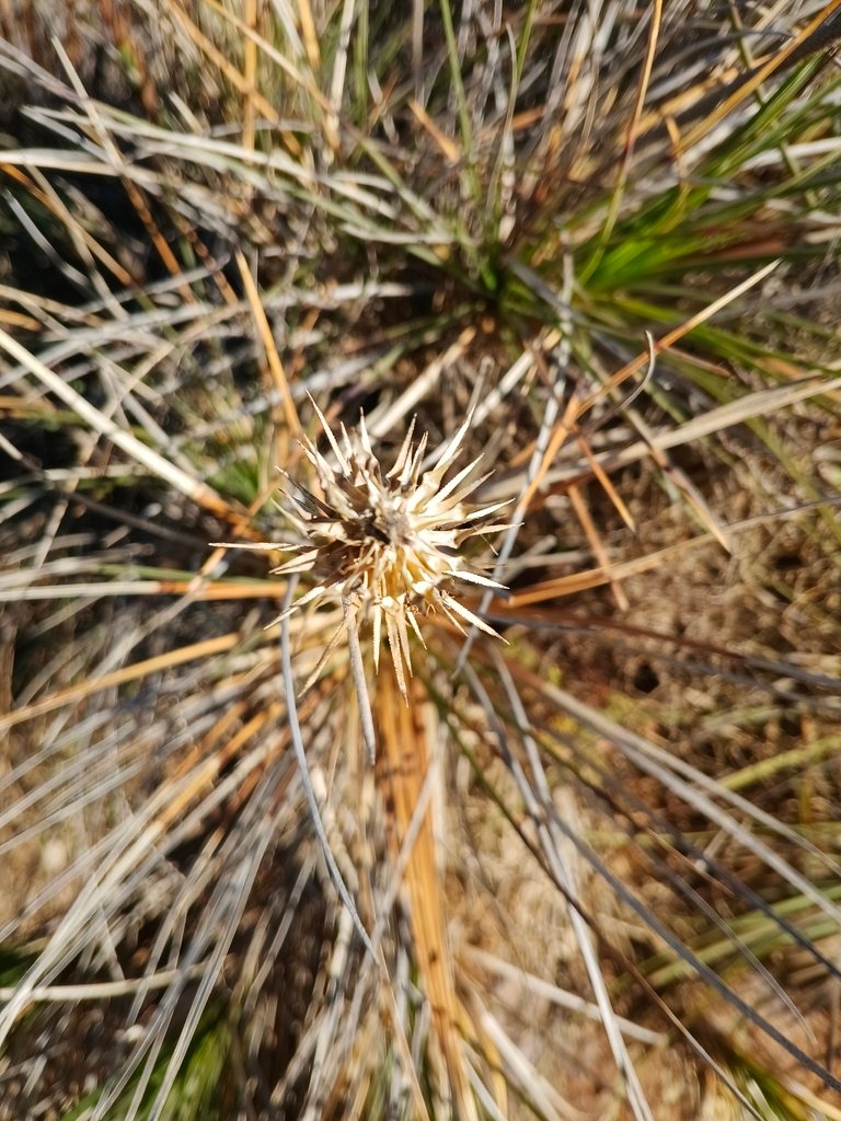 Dasypogon bromeliifolius photograph 4