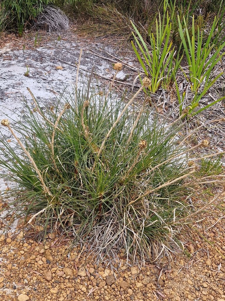 Dasypogon bromeliifolius photograph 2