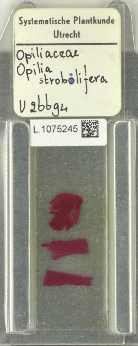 Opilia campestris var. strobilifera photograph 3