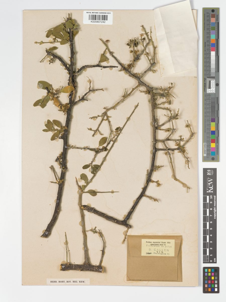 Opilia campestris var. strobilifera photograph 6