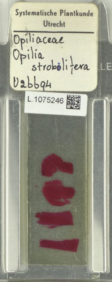 Opilia campestris var. strobilifera photograph 4