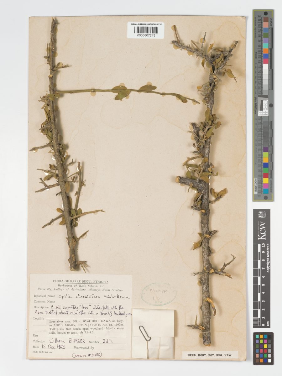 Opilia campestris var. strobilifera photograph 5