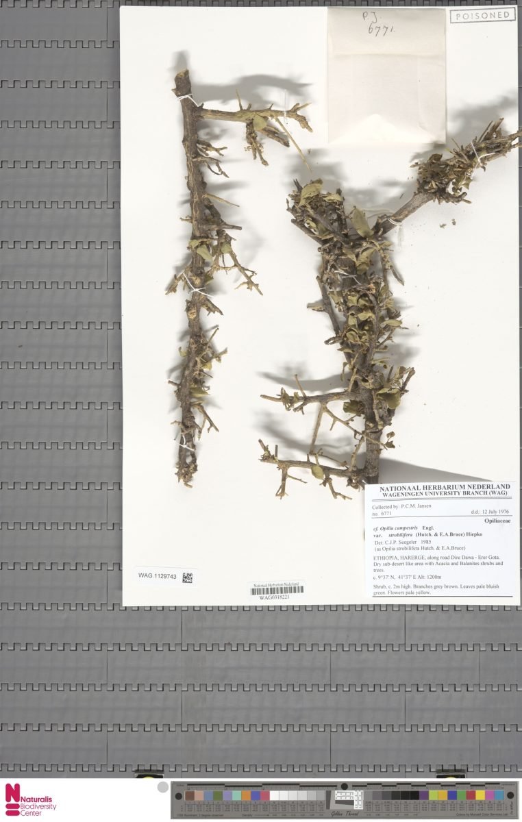 Opilia campestris var. strobilifera