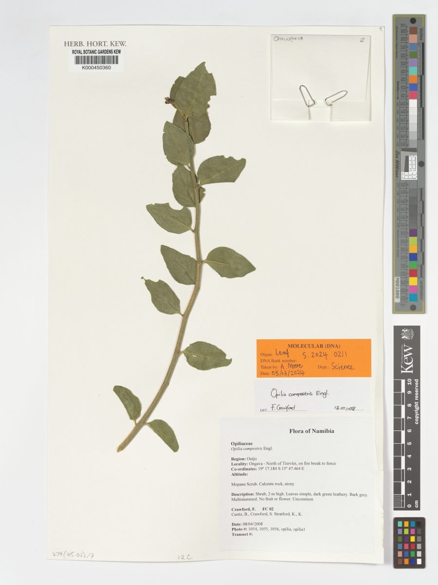 Opilia campestris photograph 4