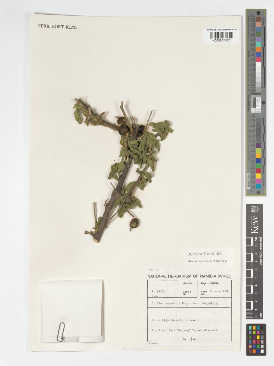 Opilia campestris photograph 5