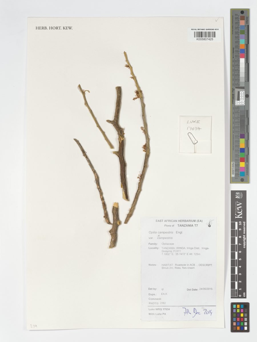 Opilia campestris