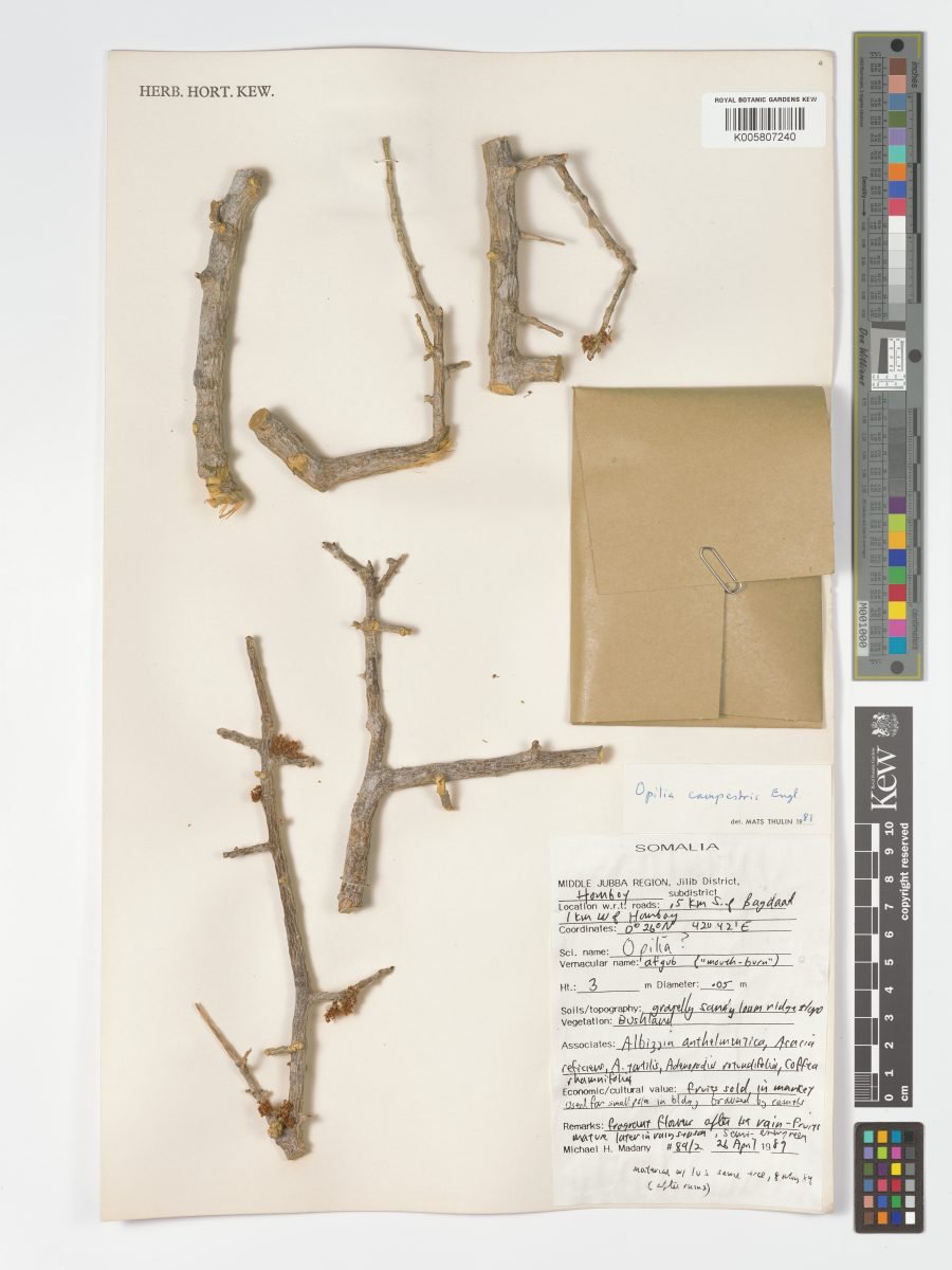 Opilia campestris photograph 6