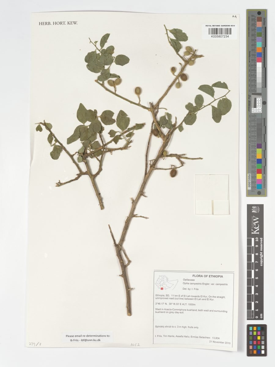 Opilia campestris photograph 3