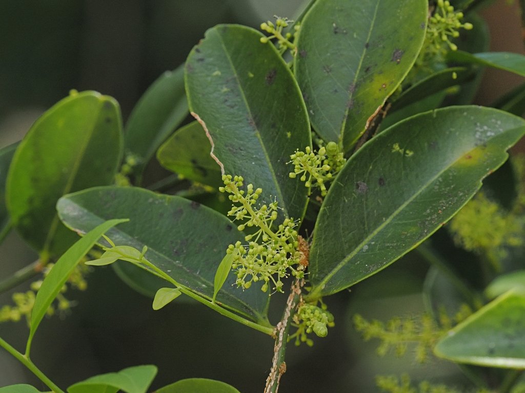 Opilia amentacea photograph 3