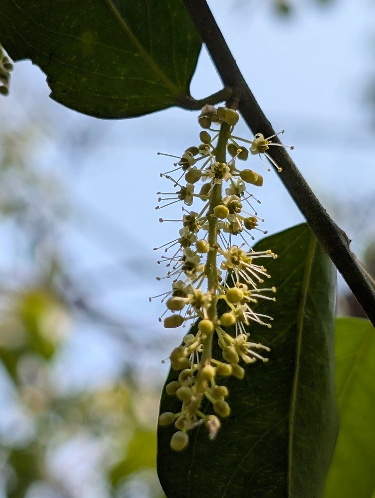 Opilia amentacea