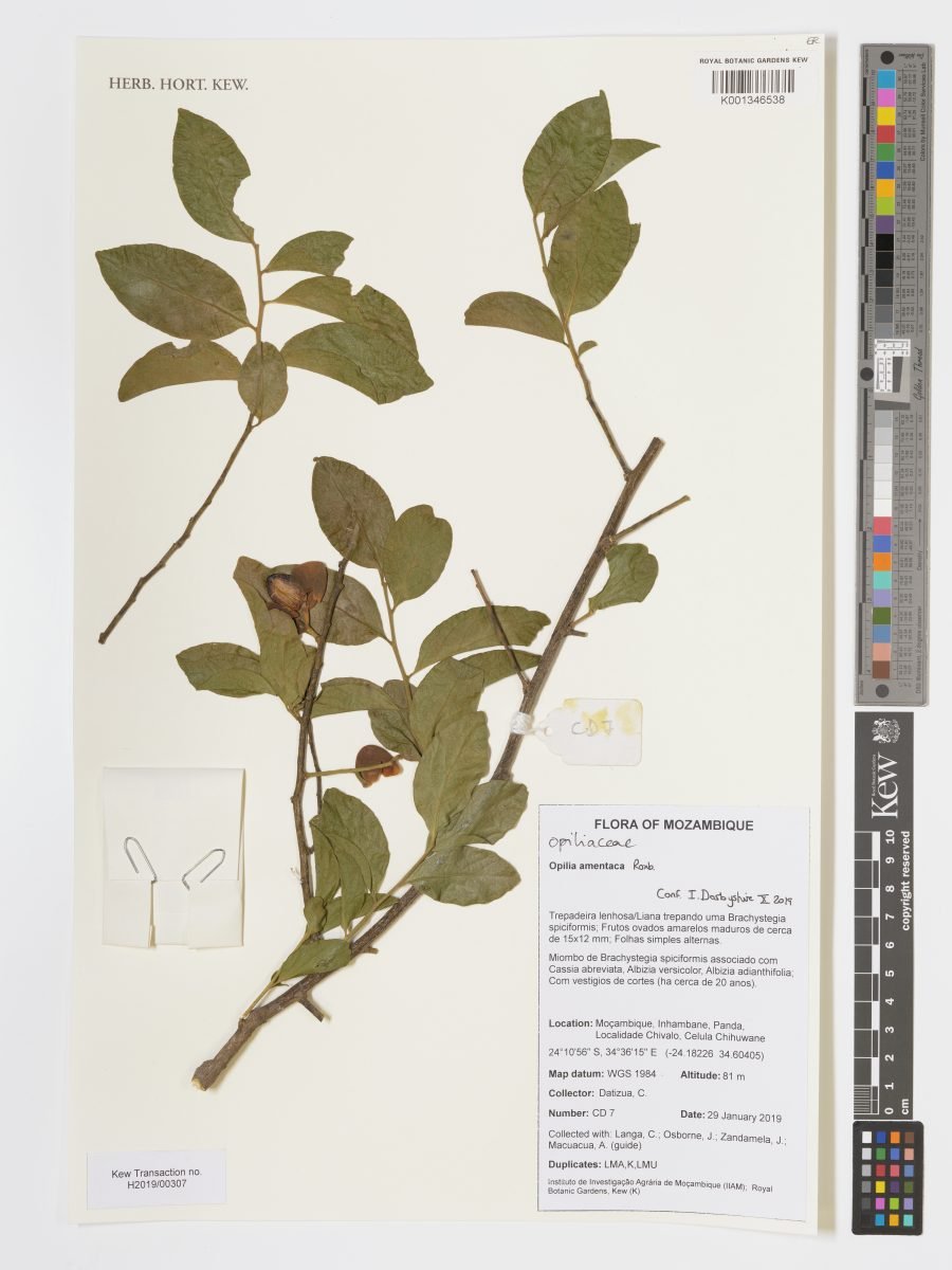 Opilia amentacea photograph 5