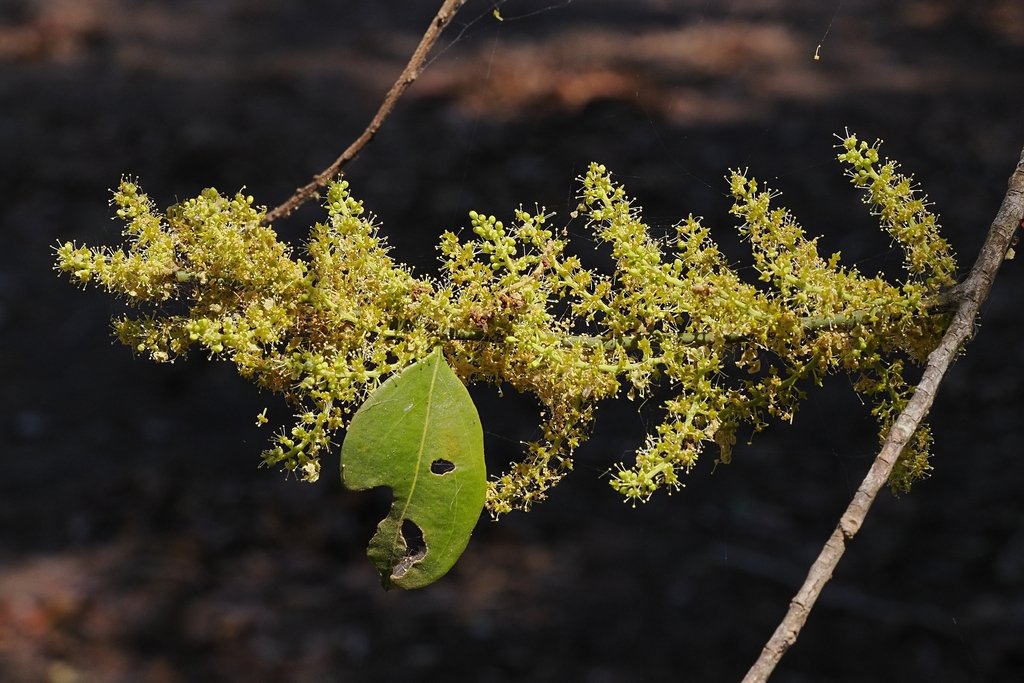 Opilia amentacea photograph 2