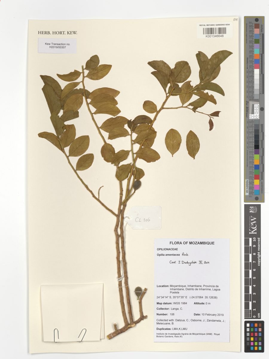 Opilia amentacea photograph 6