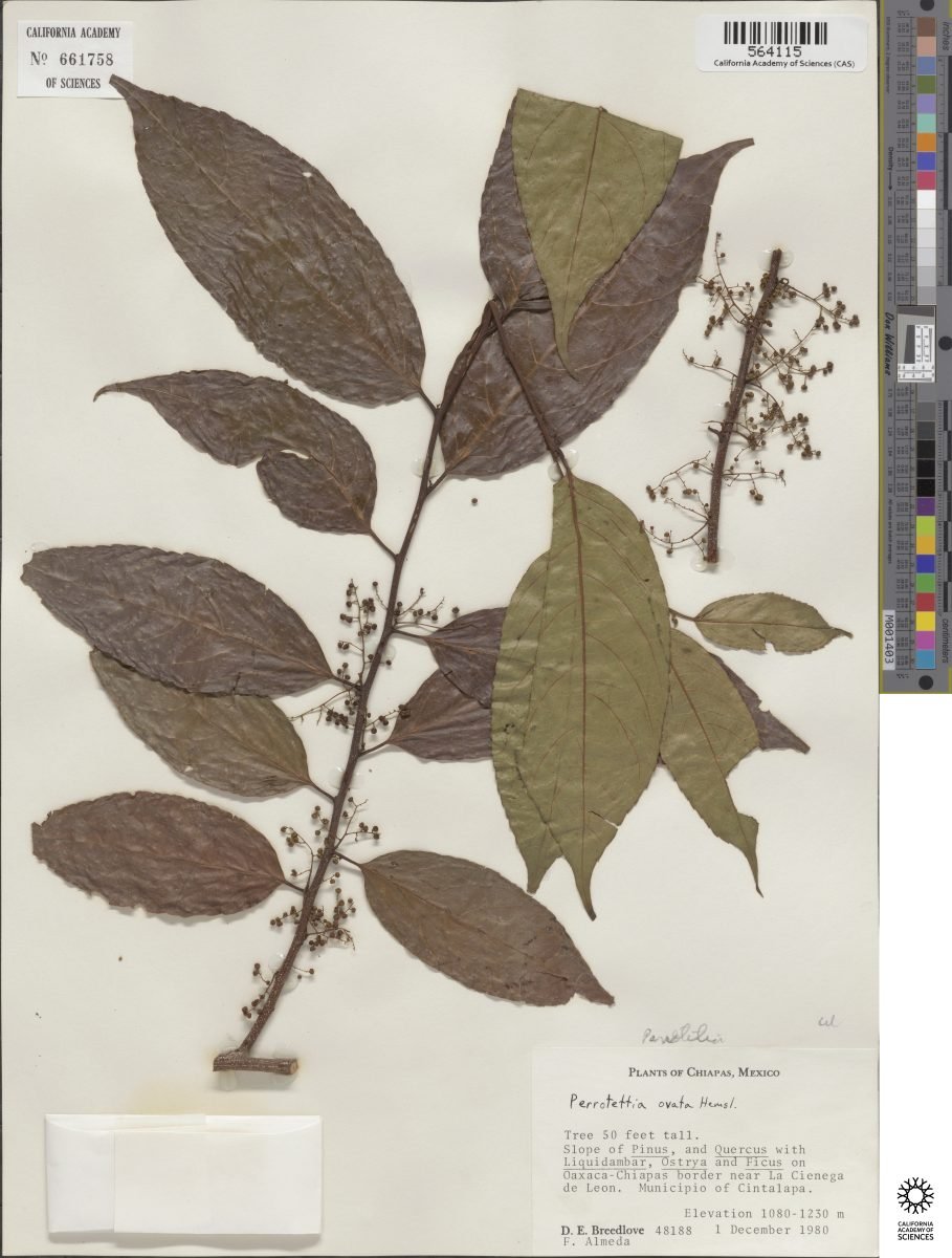 Perrottetia ovata photograph 6