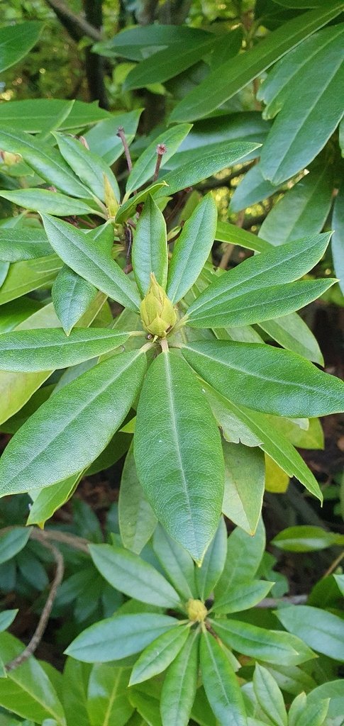 Rhododendron ponticum photograph 3
