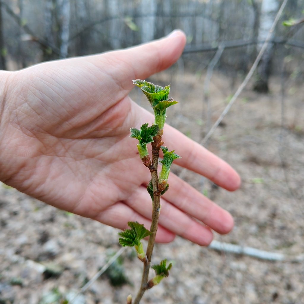 Ribes nigrum photograph 4