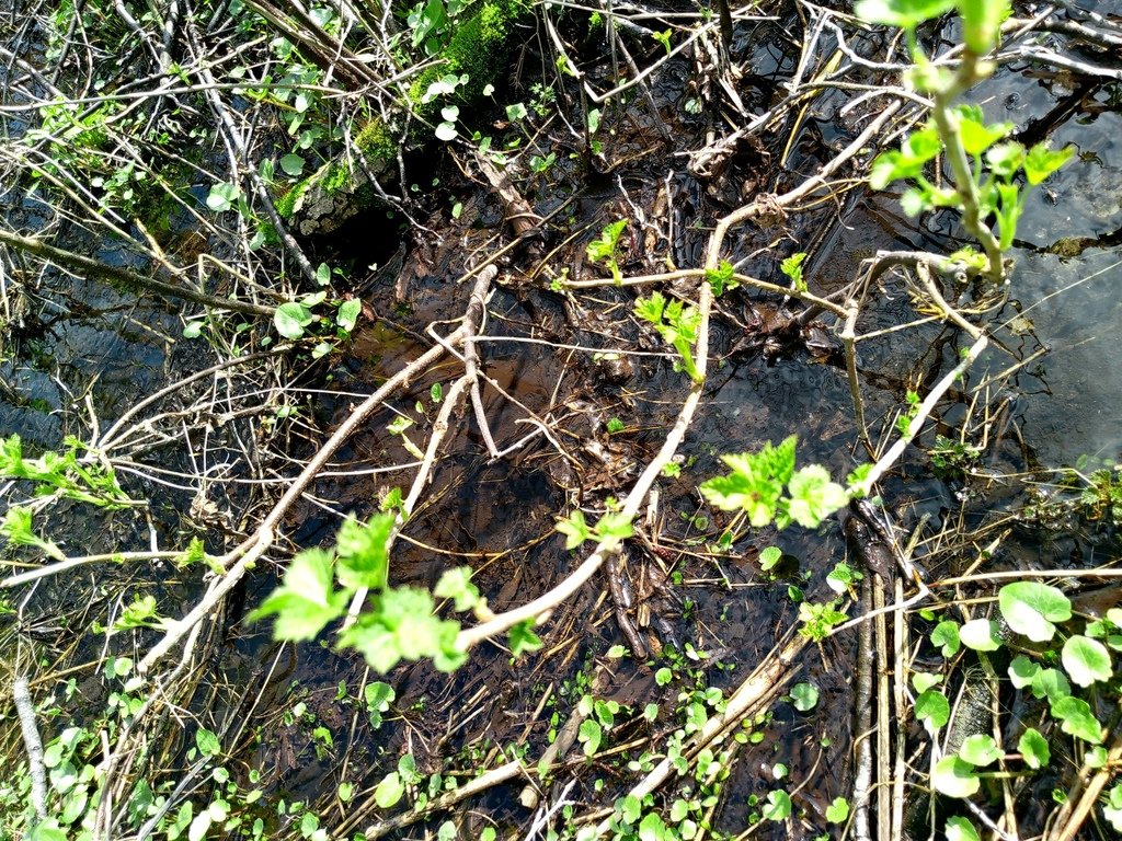 Ribes nigrum photograph 6