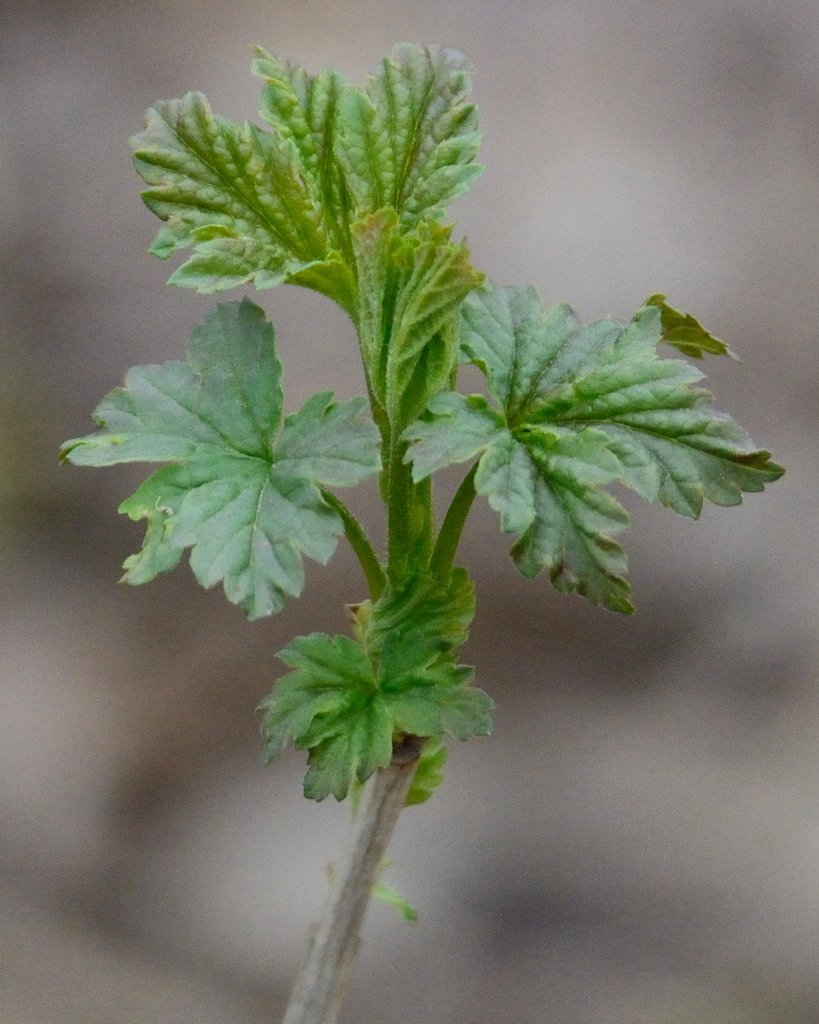 Ribes nigrum photograph 2