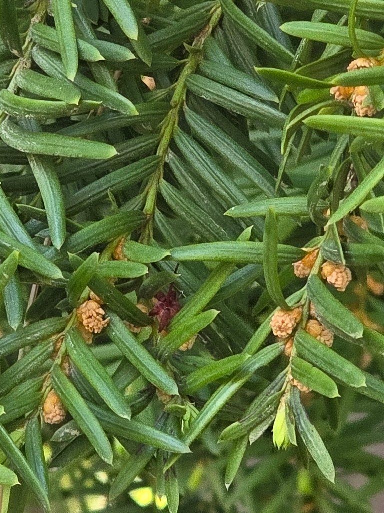 Taxus cuspidata photograph 4