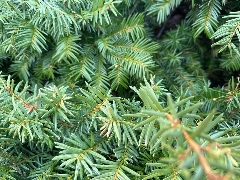 Taxus cuspidata photograph 5