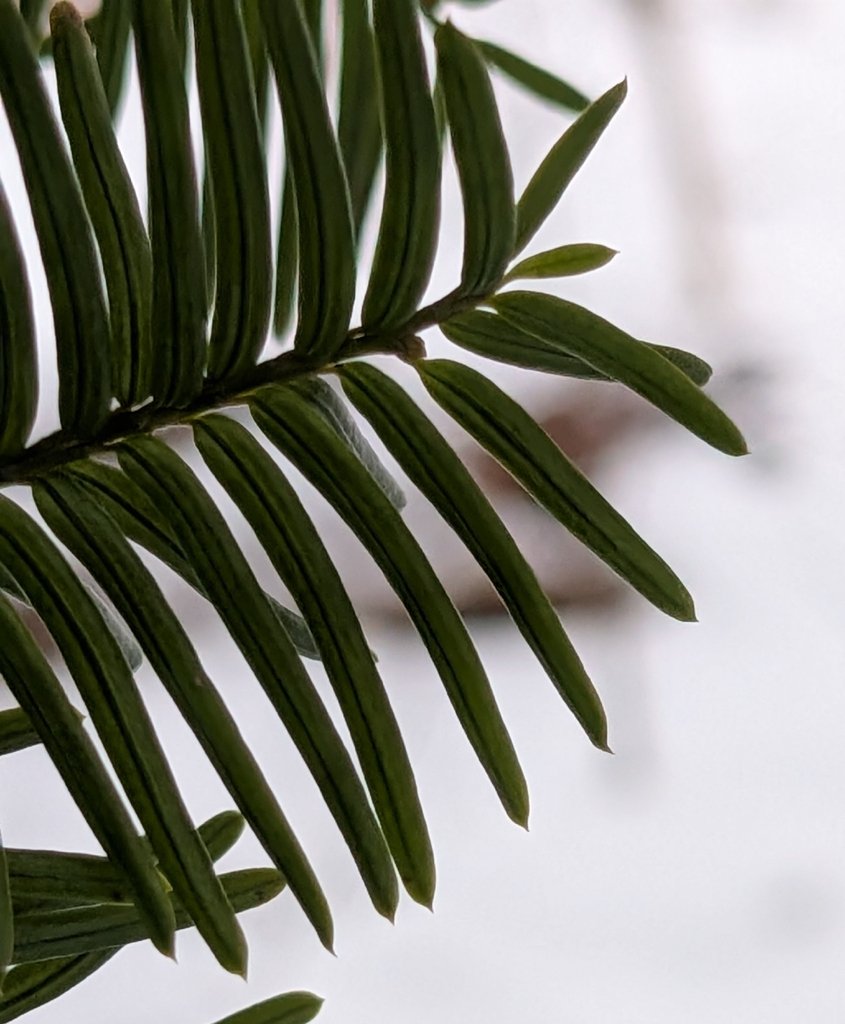 Taxus cuspidata