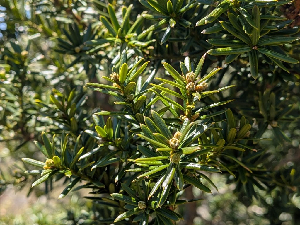 Taxus cuspidata photograph 6