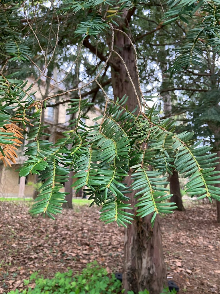 Taxus cuspidata photograph 3