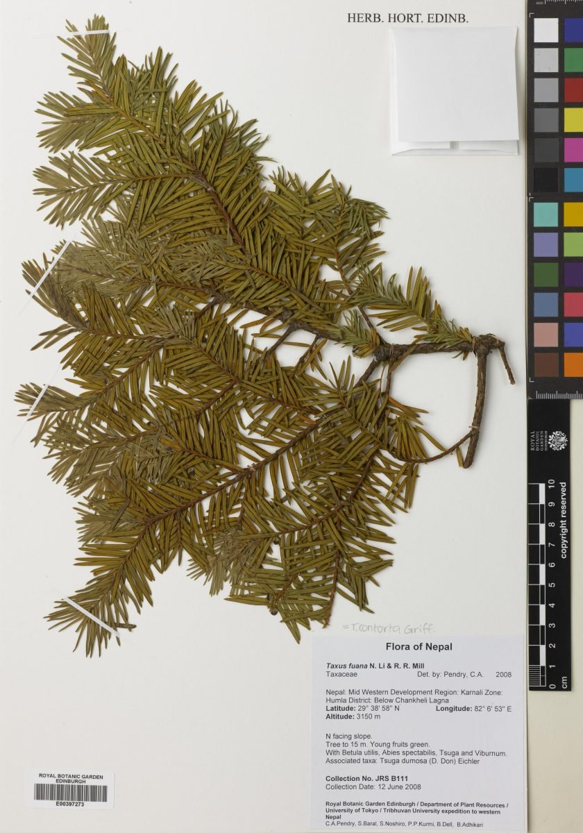 Taxus contorta photograph 6