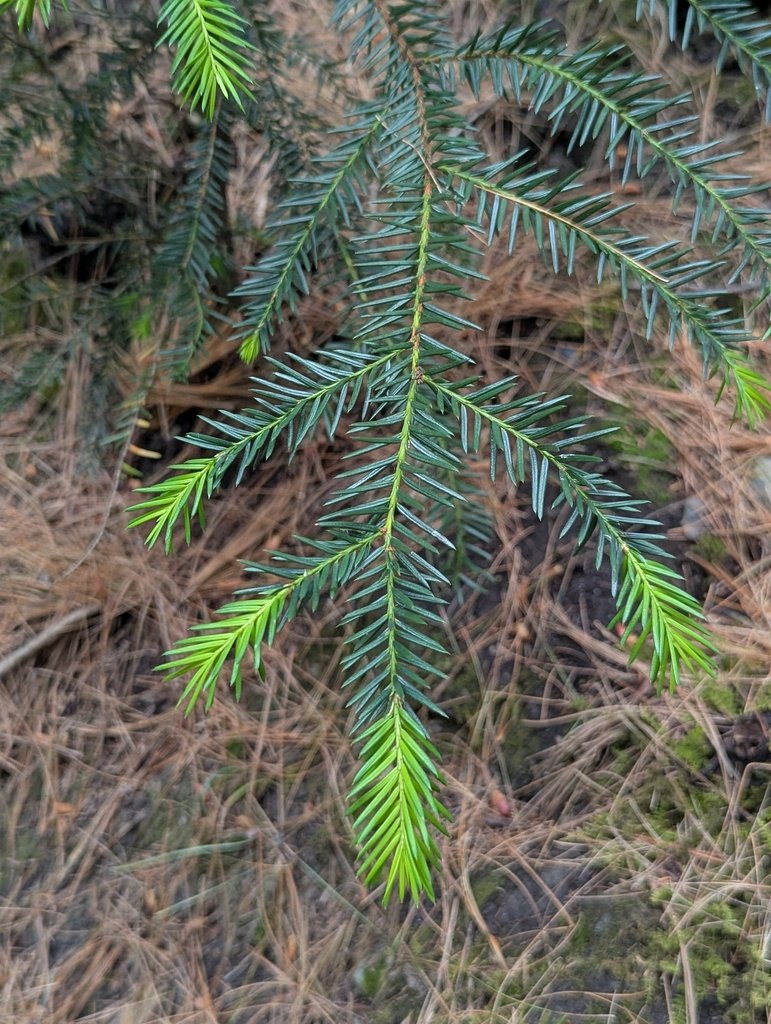 Taxus contorta photograph 2