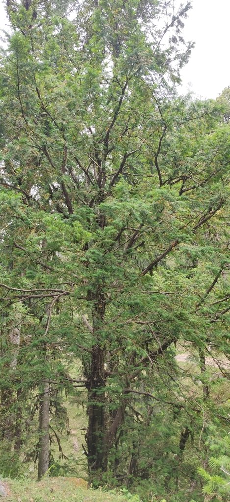 Taxus contorta photograph 5