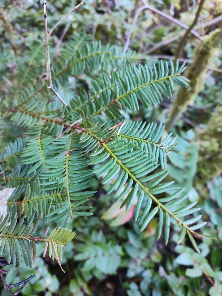 Taxus brevifolia photograph 4