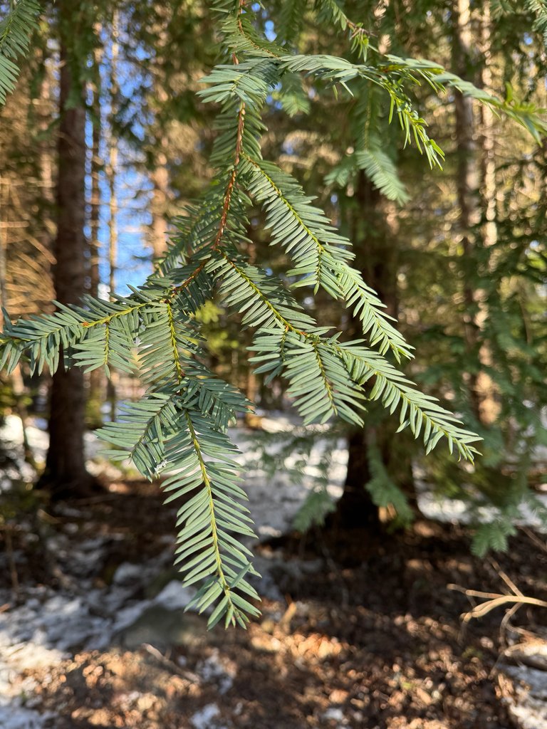 Taxus brevifolia photograph 2