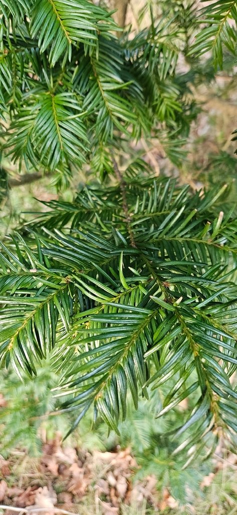 Taxus baccata