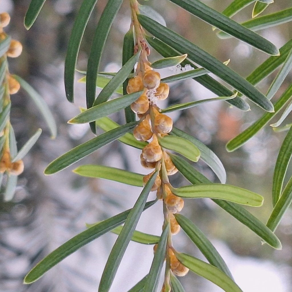 Taxus baccata photograph 4