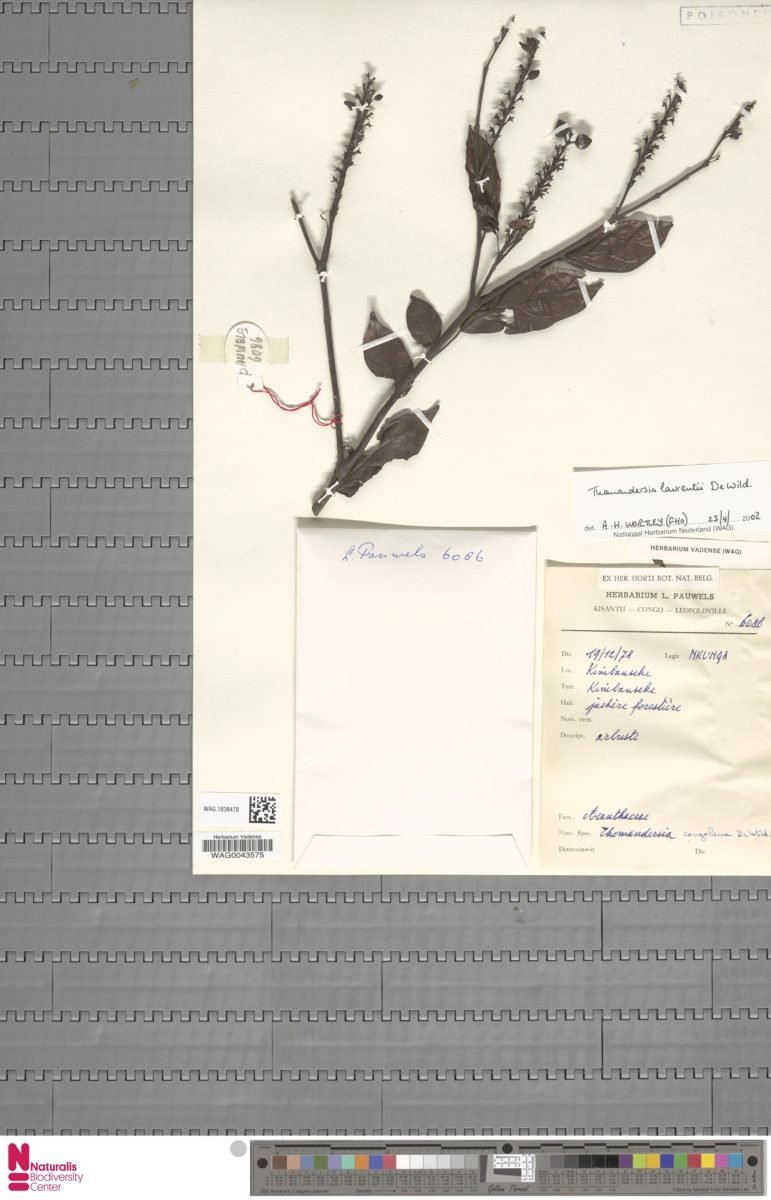Thomandersia laurentii photograph 5