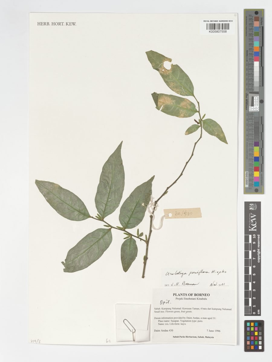 Urobotrya parviflora
