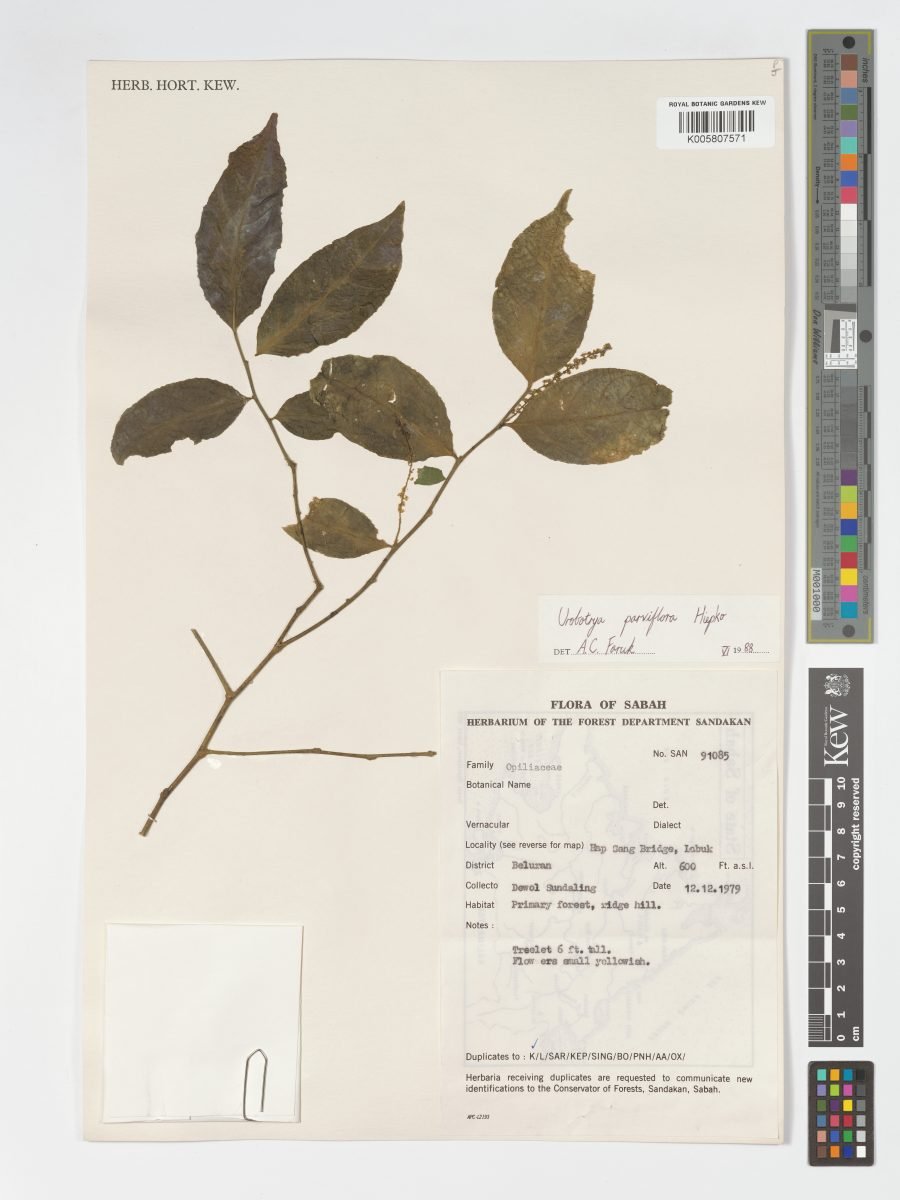 Urobotrya parviflora photograph 6