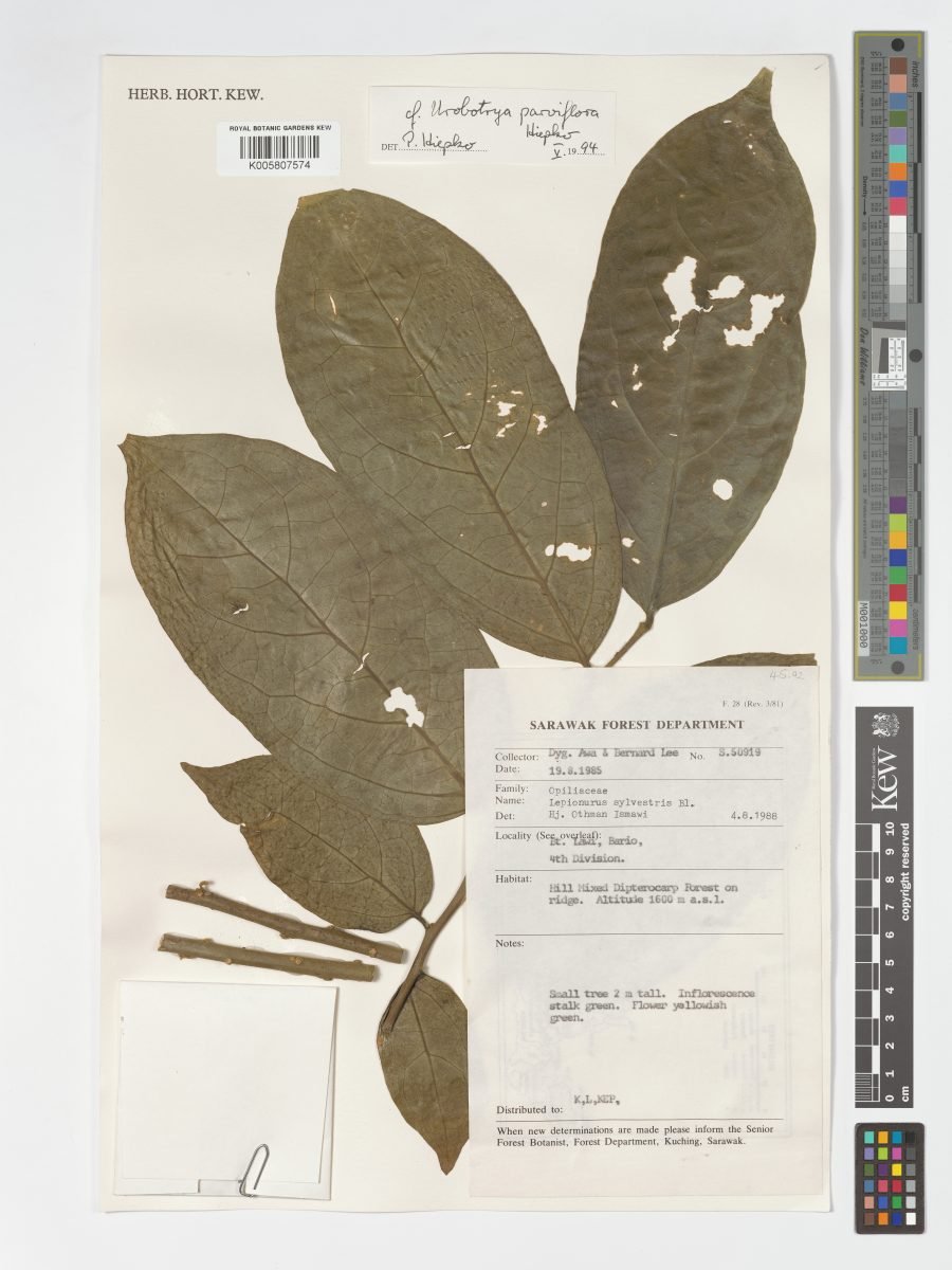 Urobotrya parviflora photograph 3