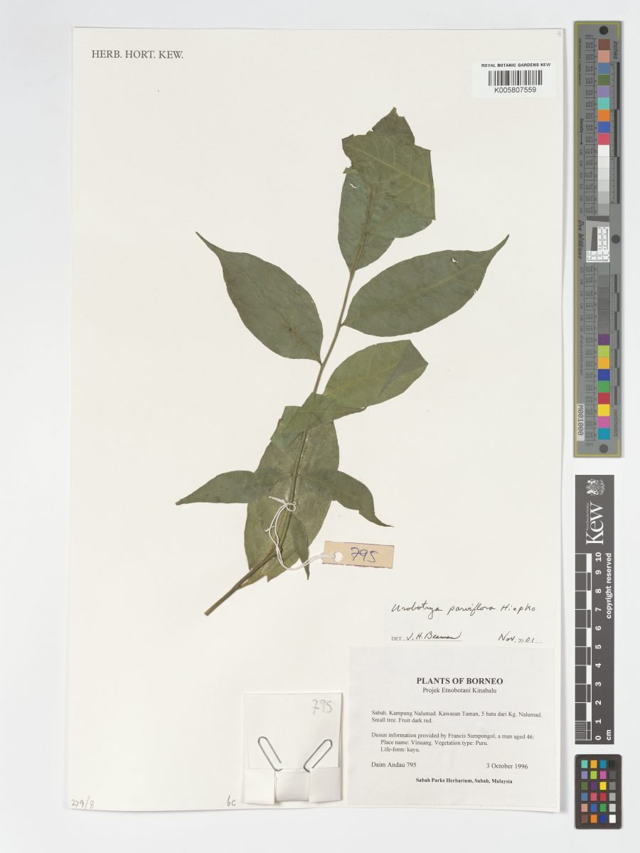 Urobotrya parviflora photograph 2