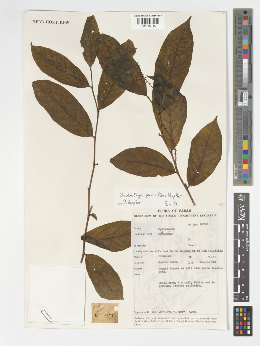 Urobotrya parviflora photograph 4