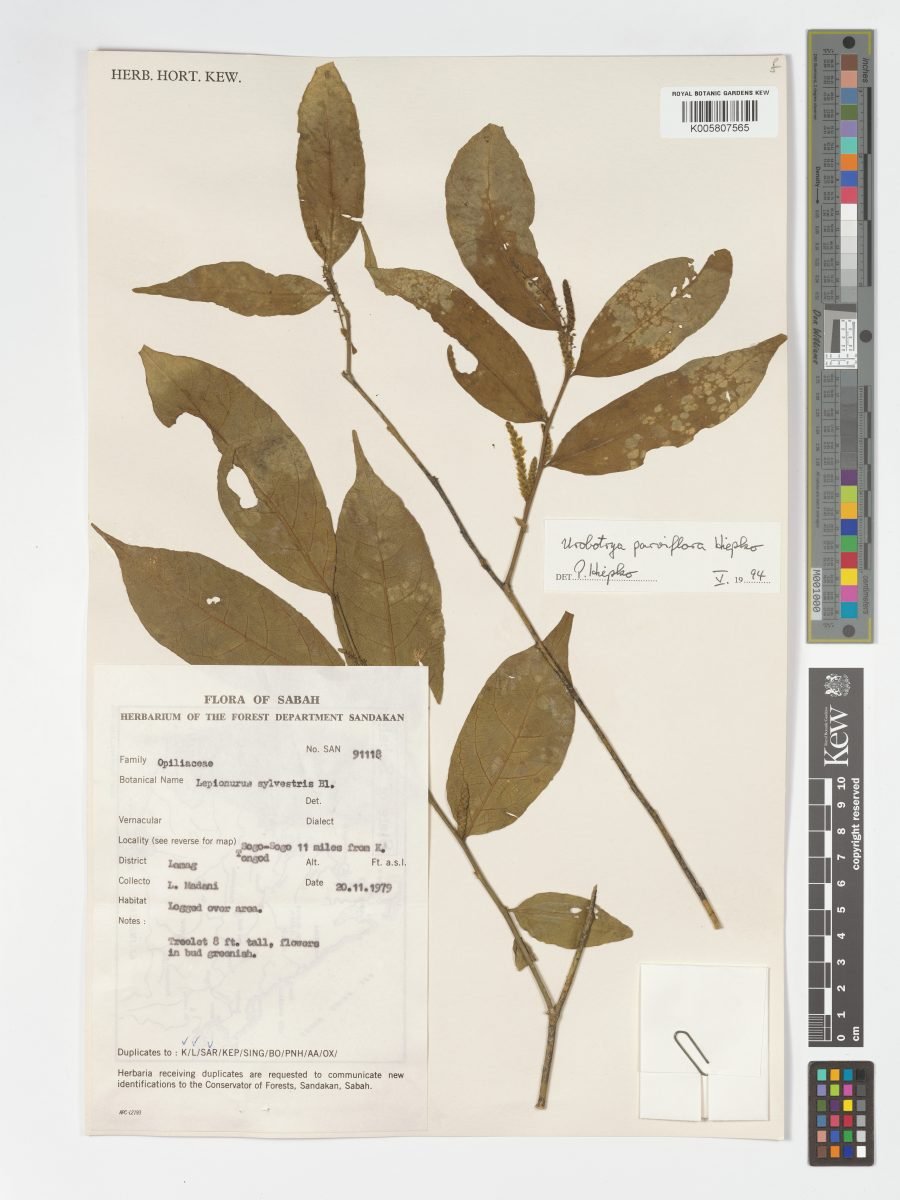 Urobotrya parviflora photograph 5