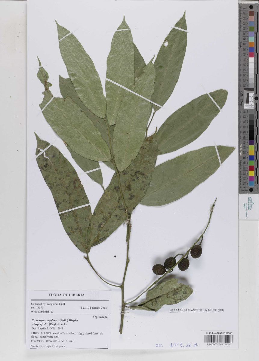 Urobotrya congolana subsp. afzelii photograph 5