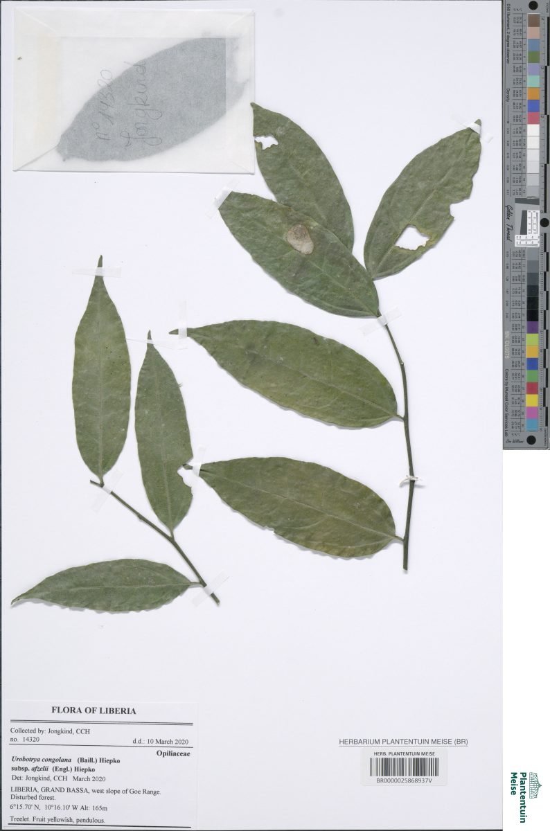 Urobotrya congolana subsp. afzelii photograph 3