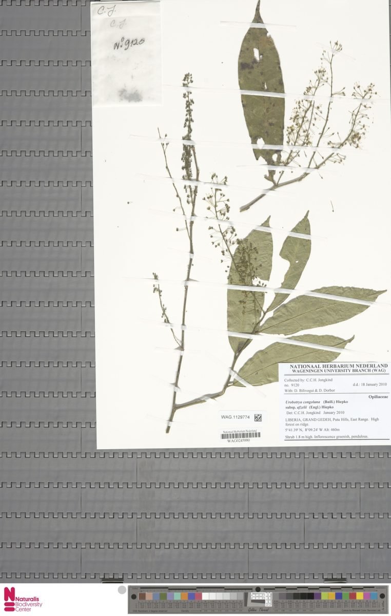 Urobotrya congolana subsp. afzelii photograph 6