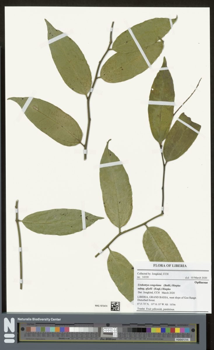 Urobotrya congolana subsp. afzelii photograph 4