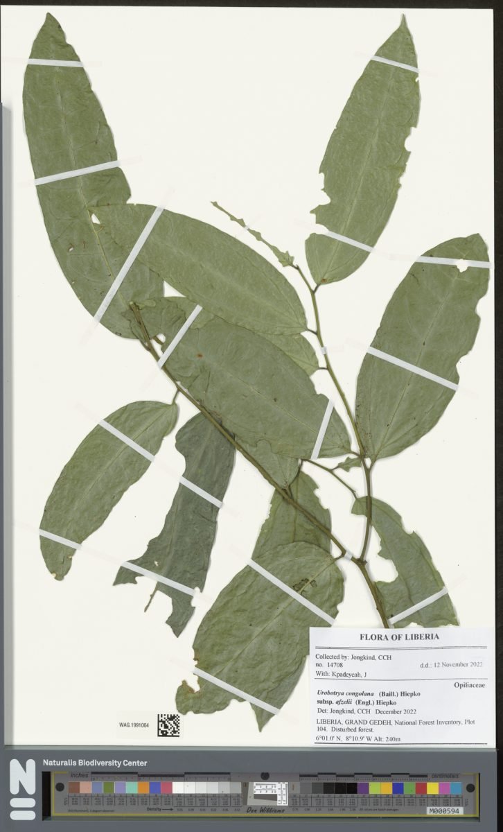 Urobotrya congolana subsp. afzelii photograph 2