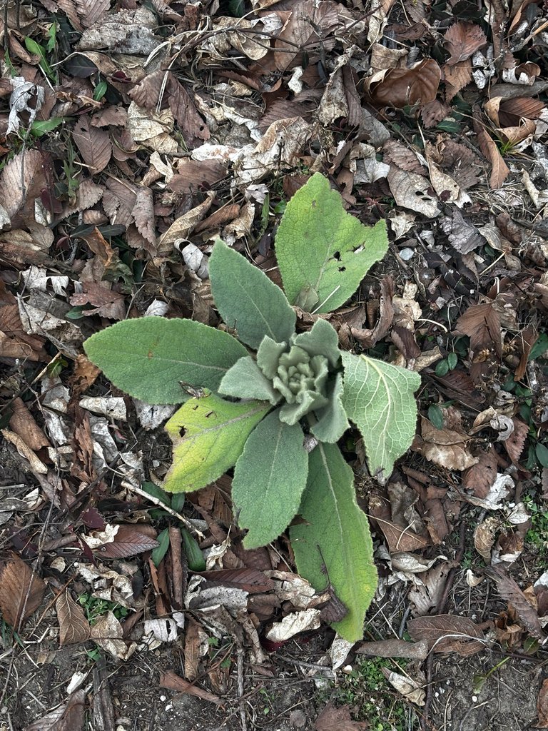 Verbascum thapsus photograph 4