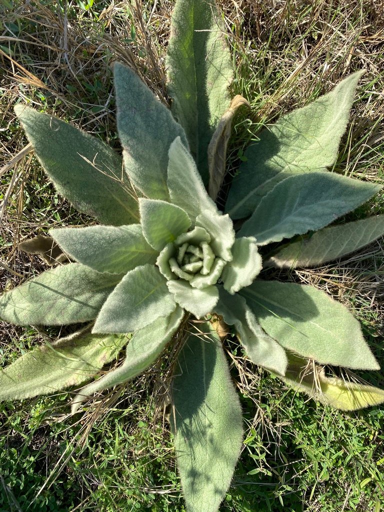 Verbascum thapsus photograph 6