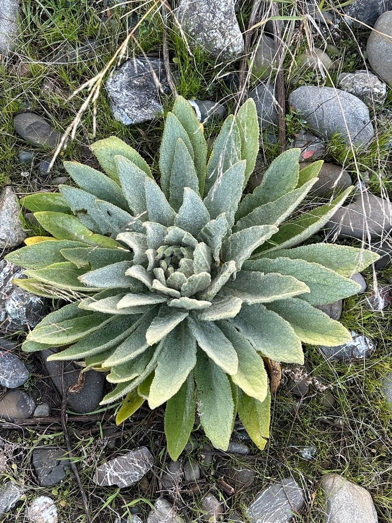 Verbascum thapsus